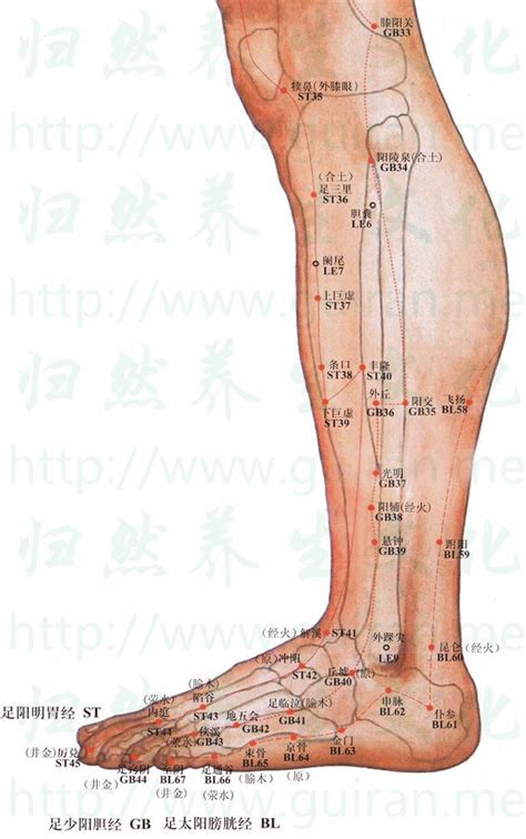 內廷穴位|里內庭穴位置 